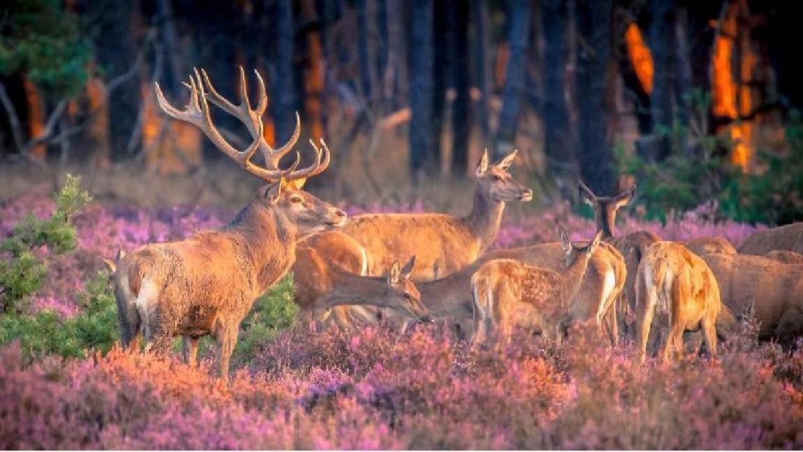 Sfeervol Chalet Op De Veluwe プッテン エクステリア 写真